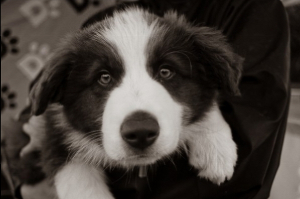 Puppy Progression Online