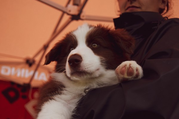 Puppy Progression Bookings