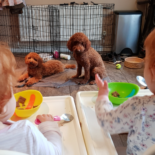 Kids & Dogs MK
