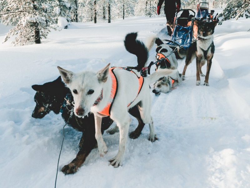 How to stop your dog pulling on the lead