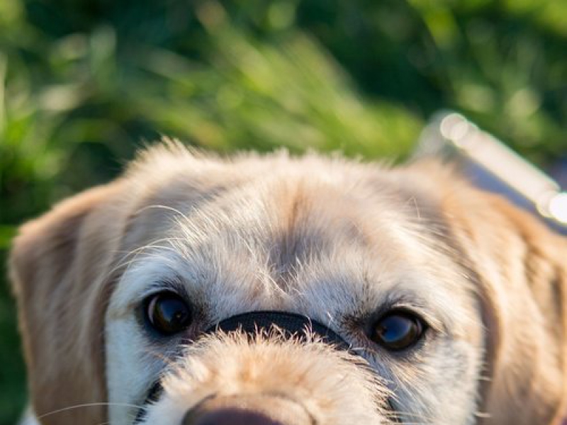 What to do if your dog hates other dogs